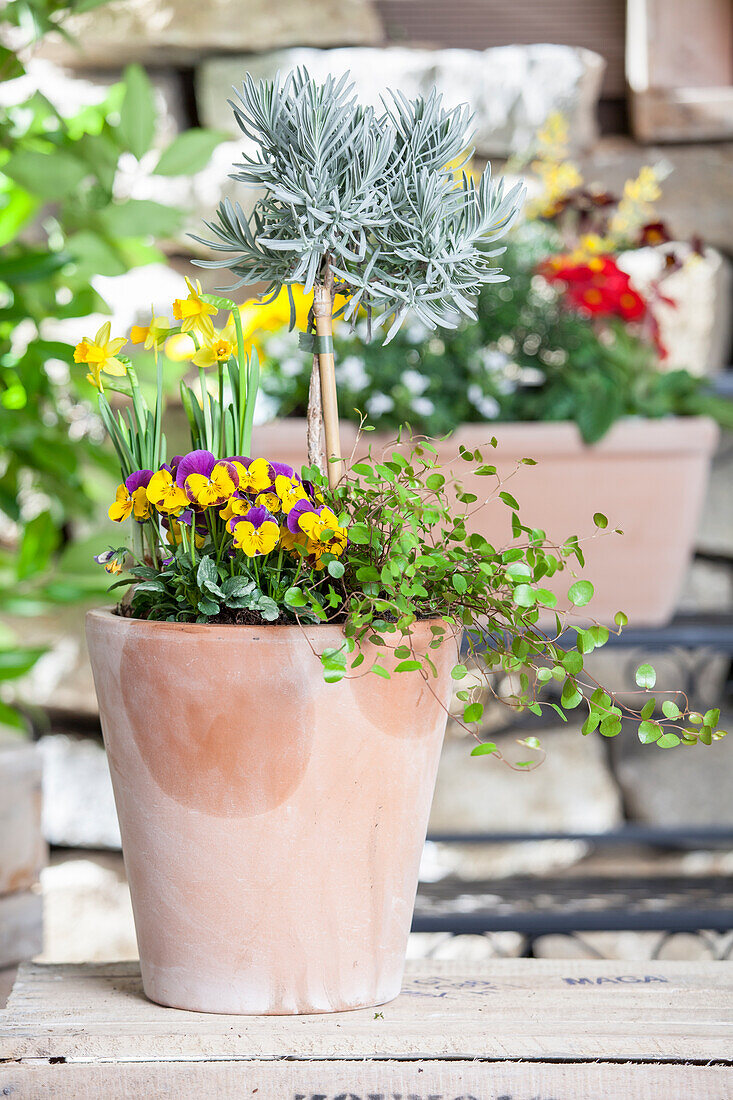 Viola cornuta, Narcissus (Blumenmix Topf)