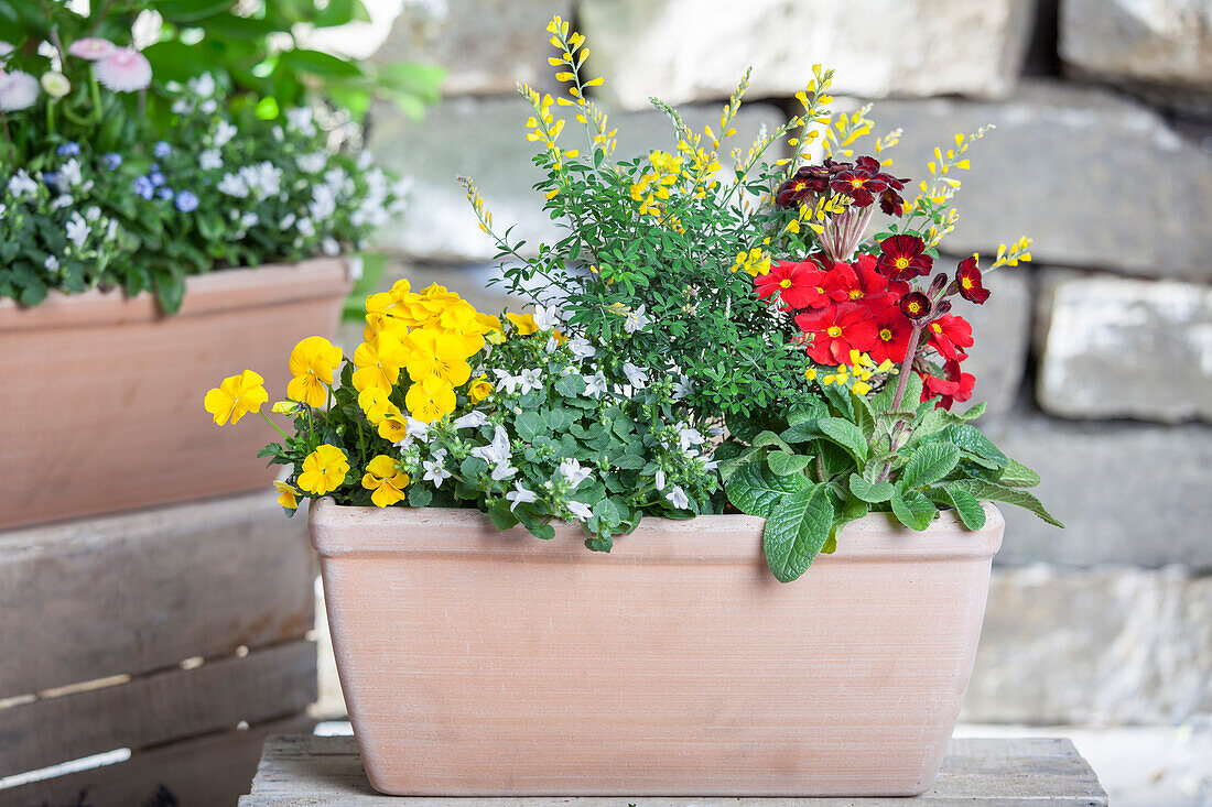 Campanula pers., Viola cor., Primula ela, Primula vulg., Cytisus mader.(Blumenmix Topf)