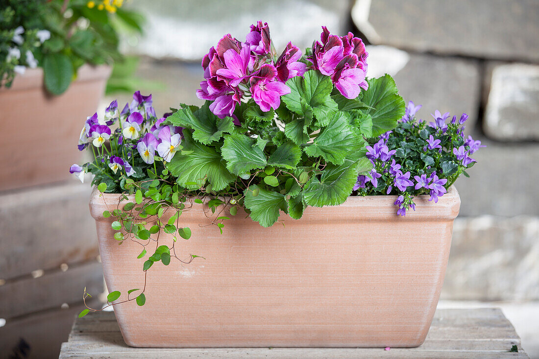 Pelargonium, Viola cornuta, Campanula 'Napoli' (Blumenmix Topf)