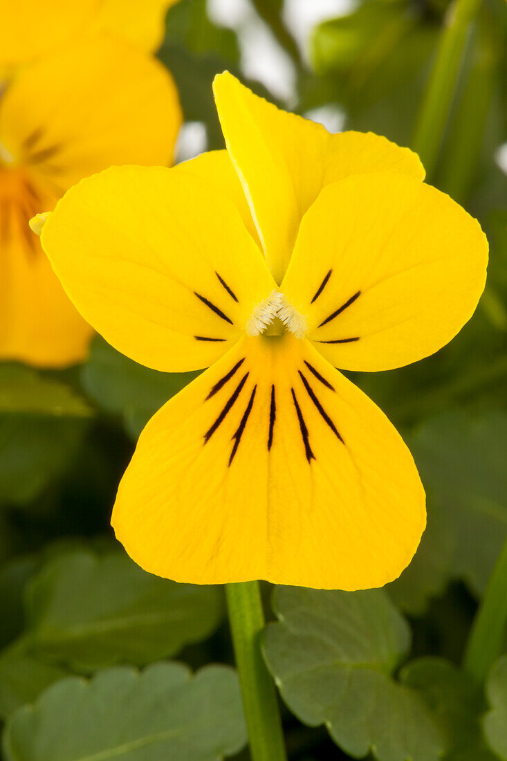 Viola cornuta