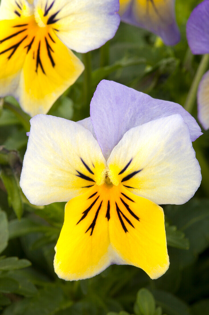 Viola cornuta