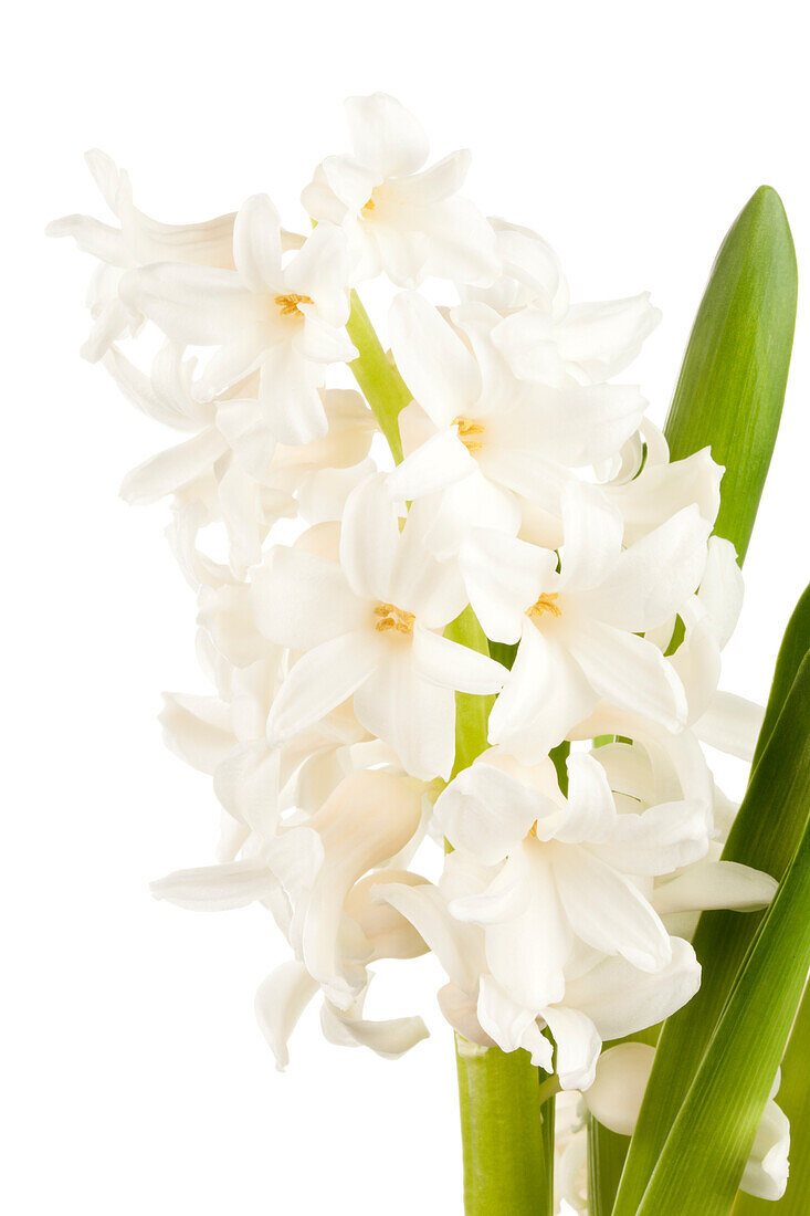 Hyacinthus orientalis