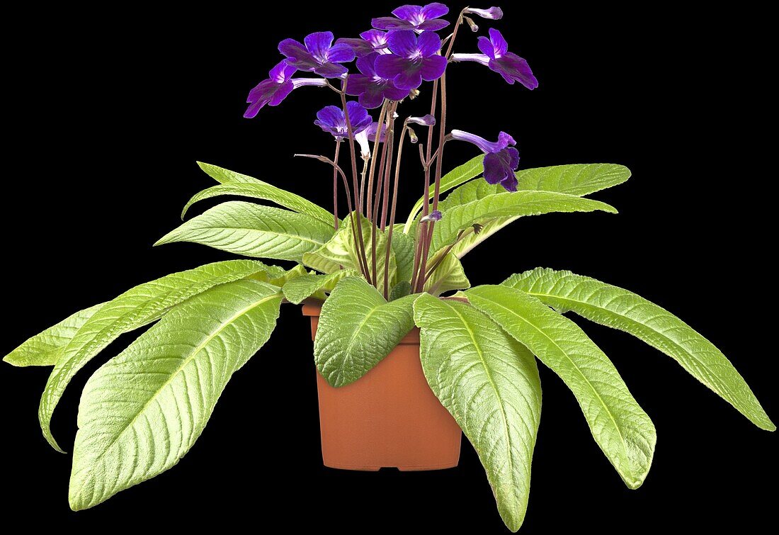 Streptocarpus