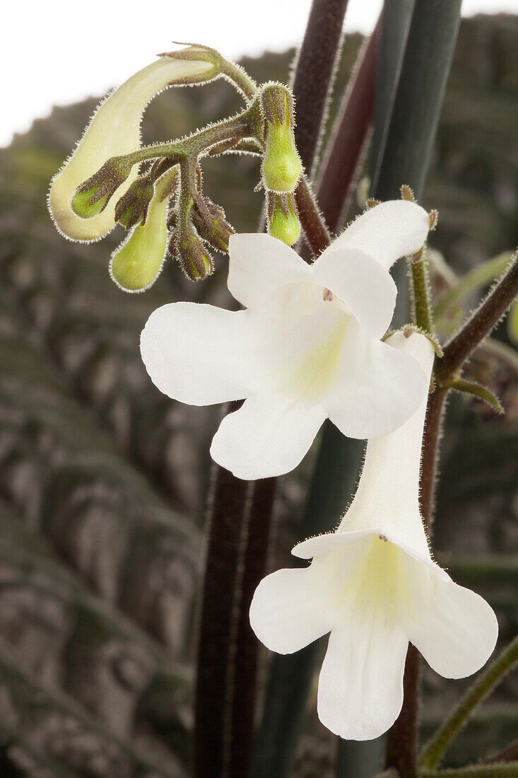 Streptocarpus parfuflora