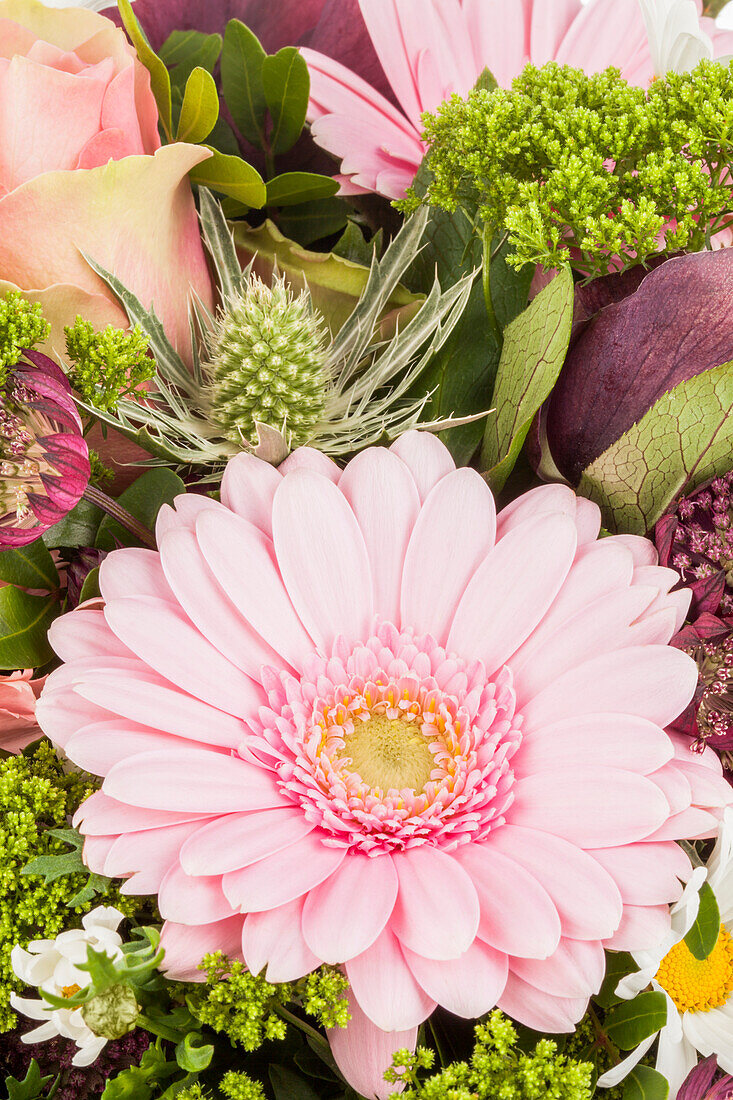 Gerbera, rosa