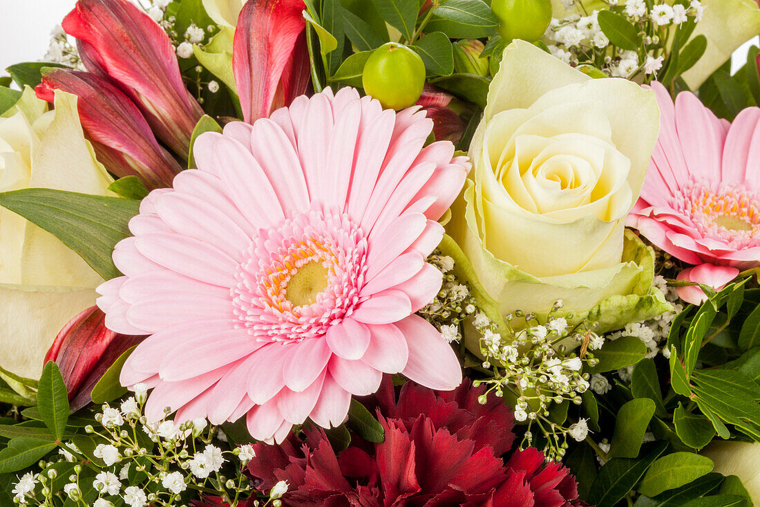 Rosa, weiß, Gerbera, rosa