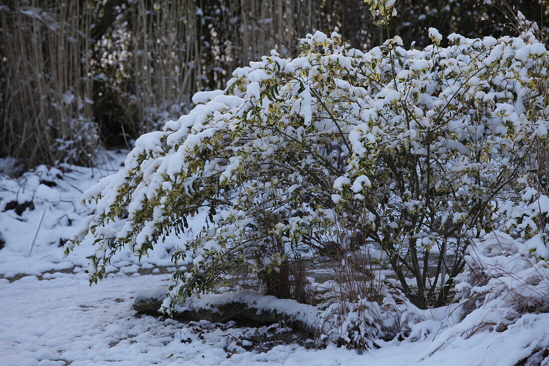 Euonymus fortunei schneebedeckt