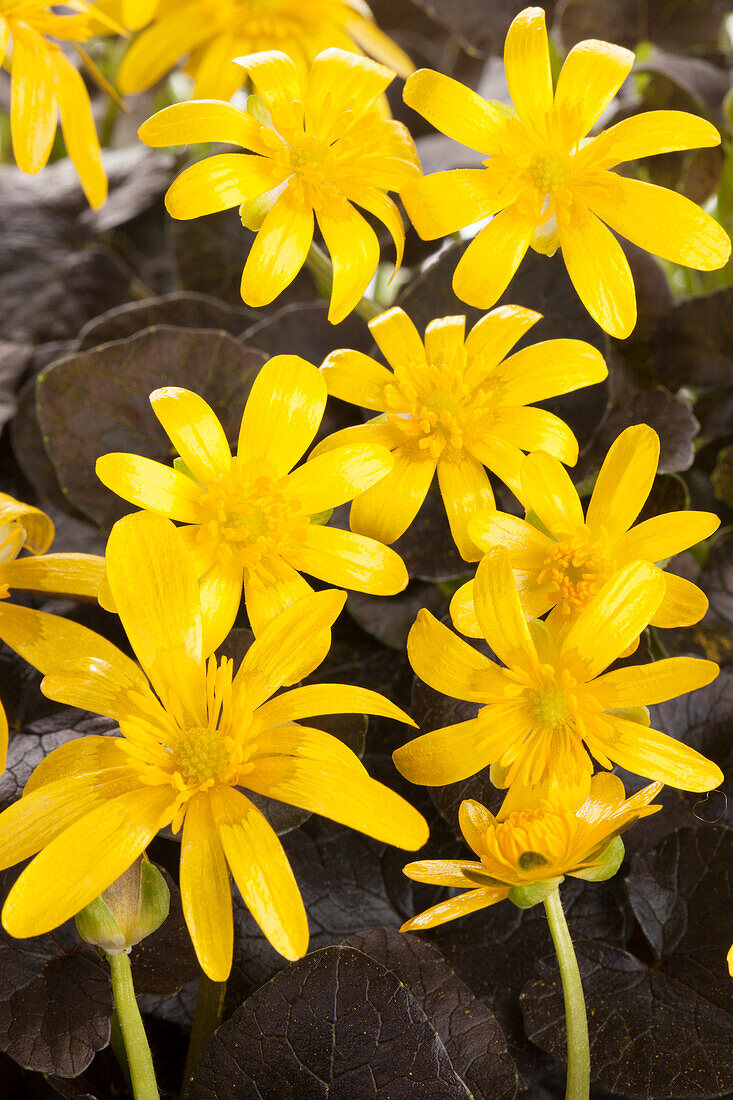 Ranunculus ficaria 'Yoko Sun'