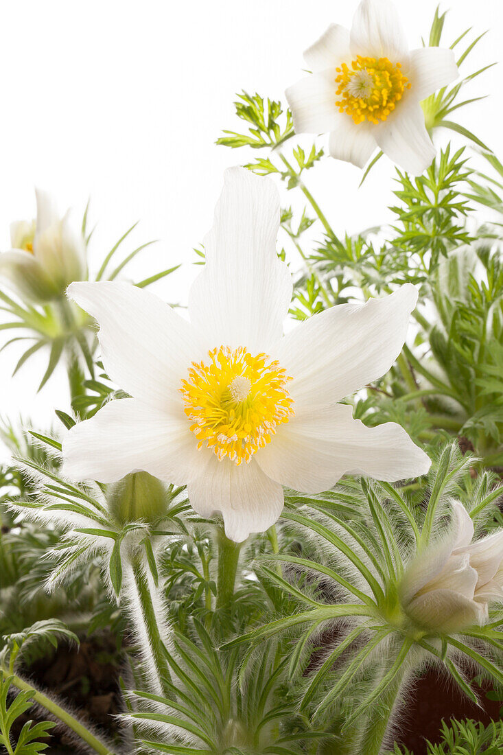 Pulsatilla vulgaris, white