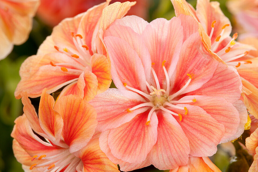 Lewisia cotyledon