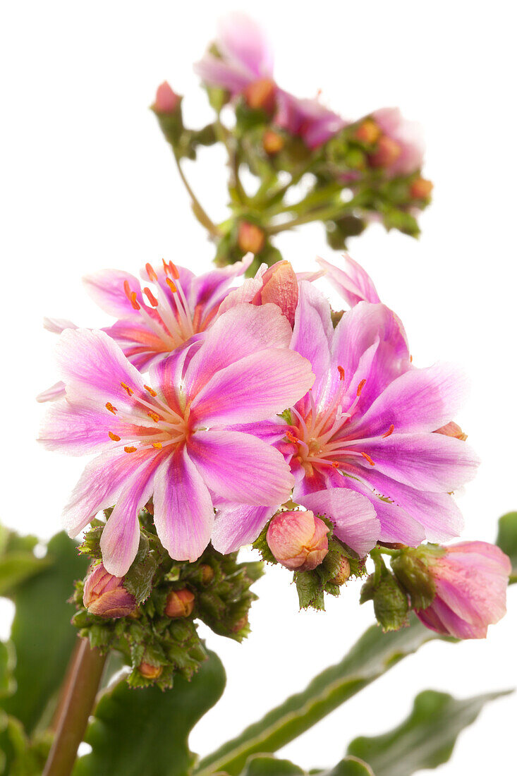 Lewisia cotyledon