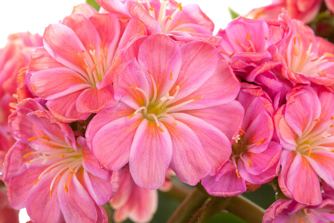 Lewisia cotyledon