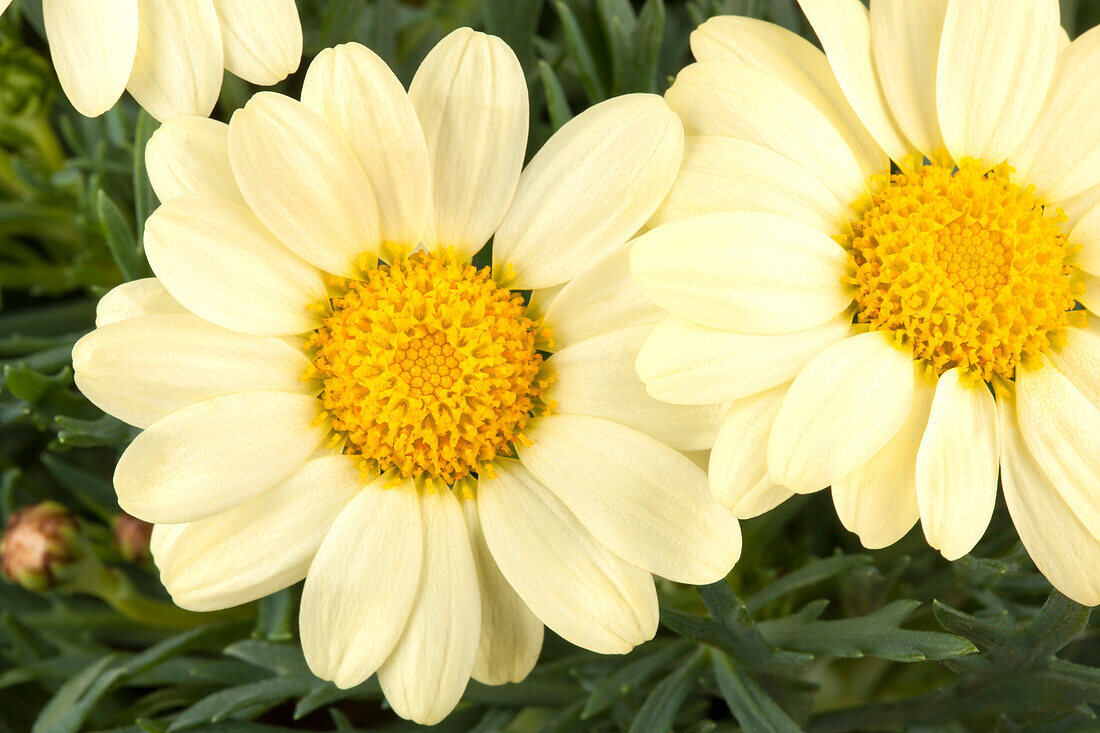 Argyranthemum frutescens, yellow