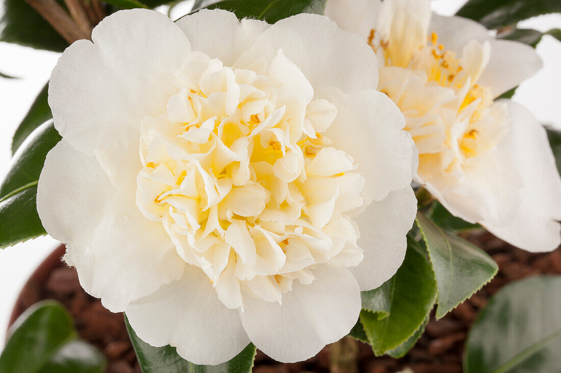 Camellia japonica 'Brushfield Yellow'