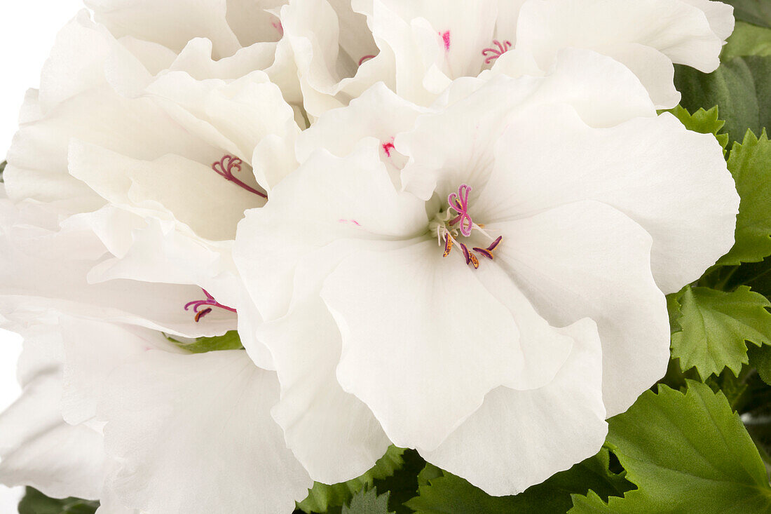 Pelargonium grandiflorum, weiß