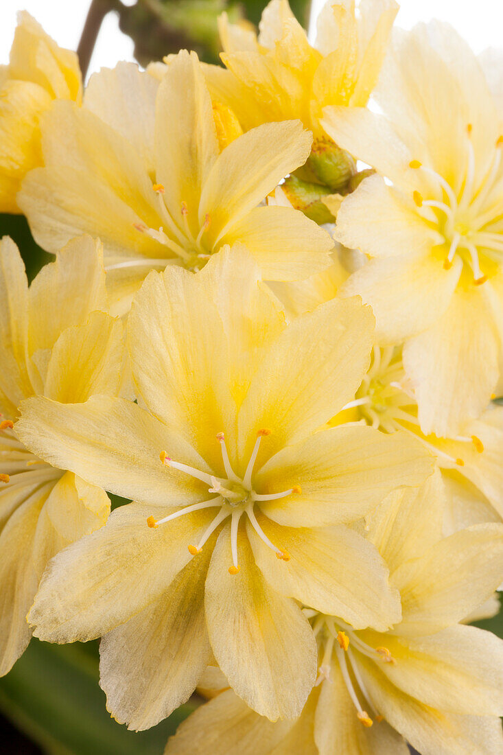 Lewisia cotyledon