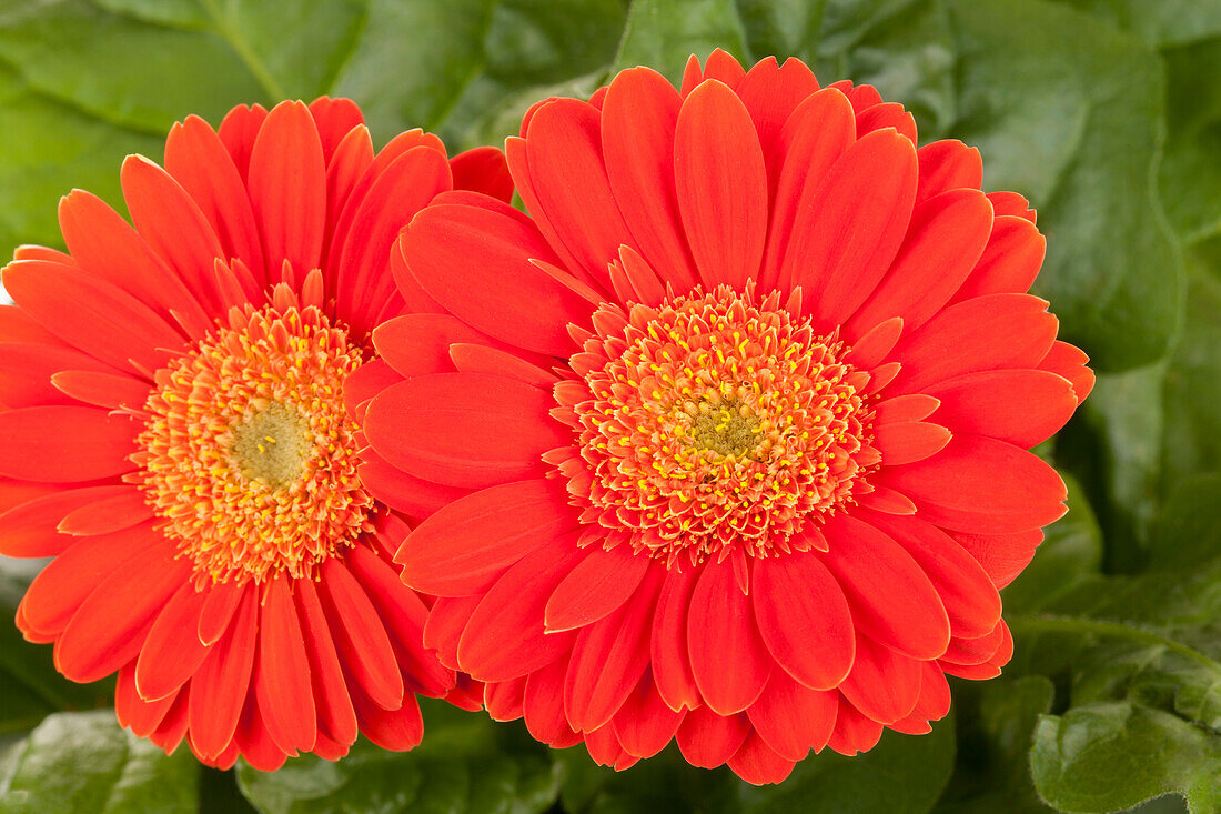 Gerbera 'Durora'