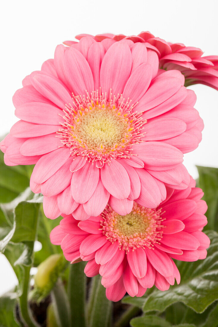 Gerbera