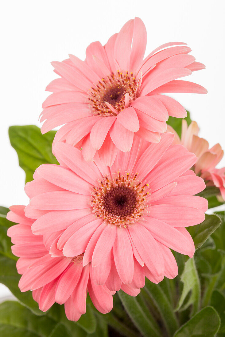 Gerbera