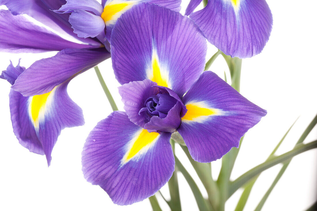 Iris sibirica