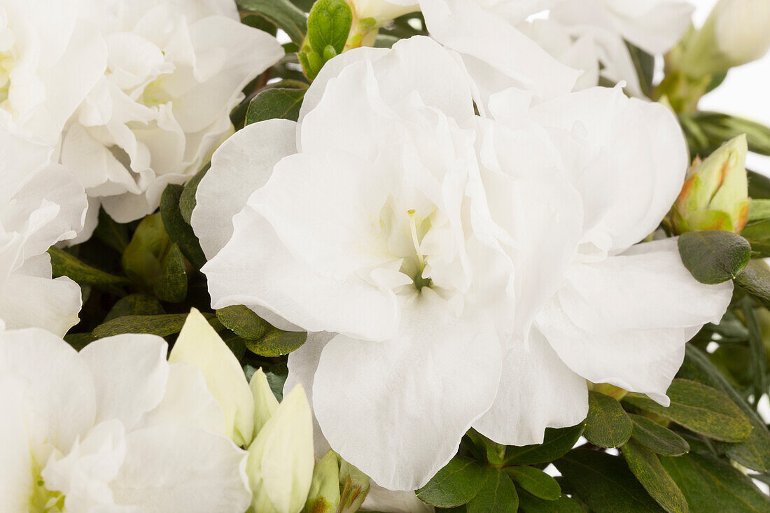 Rhododendron simsii, white