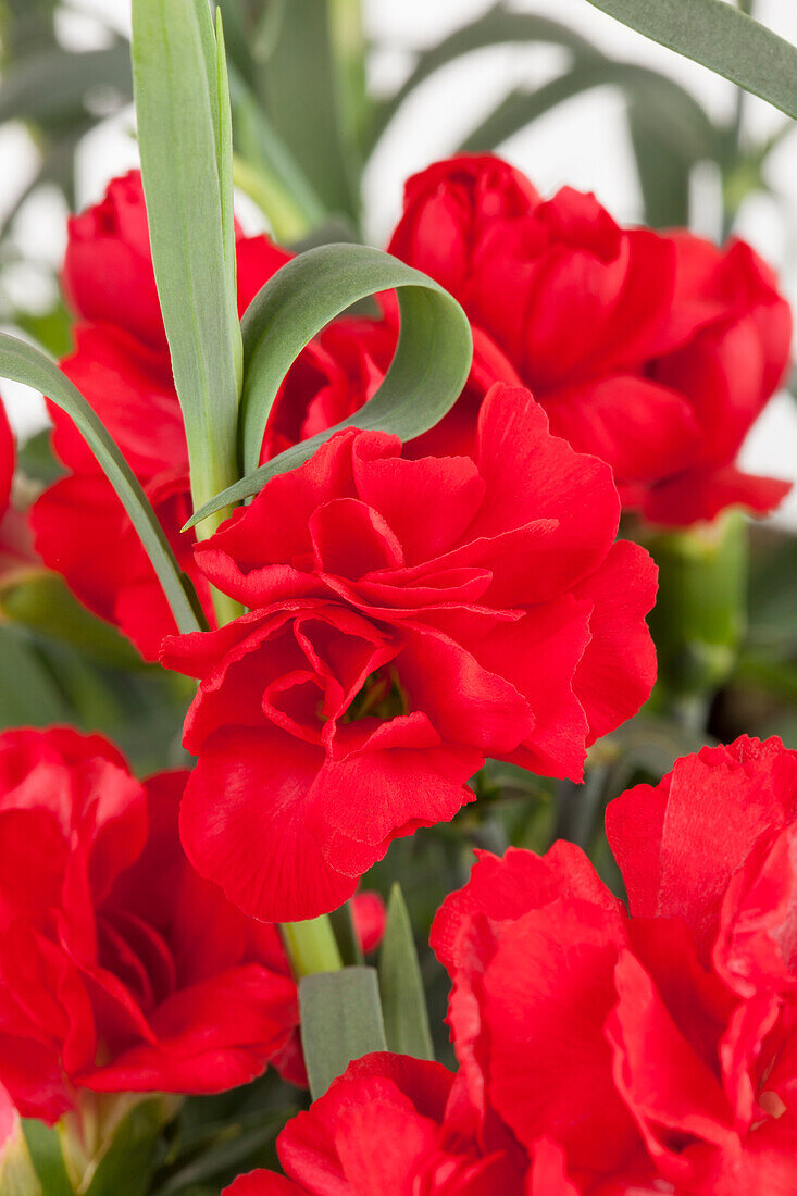 Dianthus caryophyllus