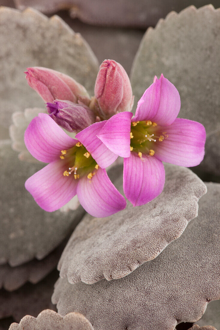 Kalanchoe pumila