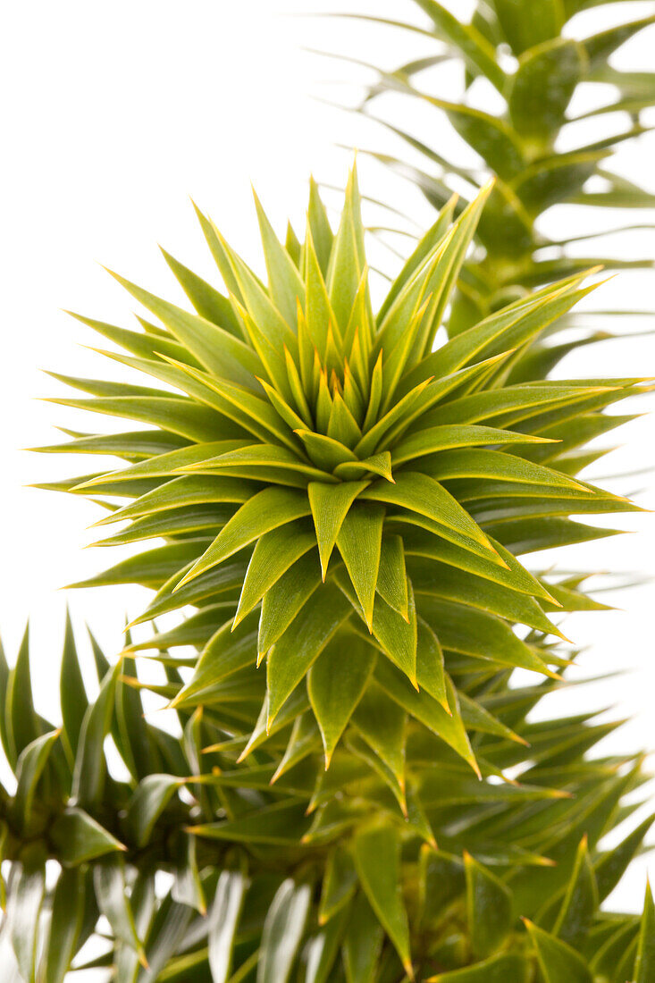 Araucaria araucana