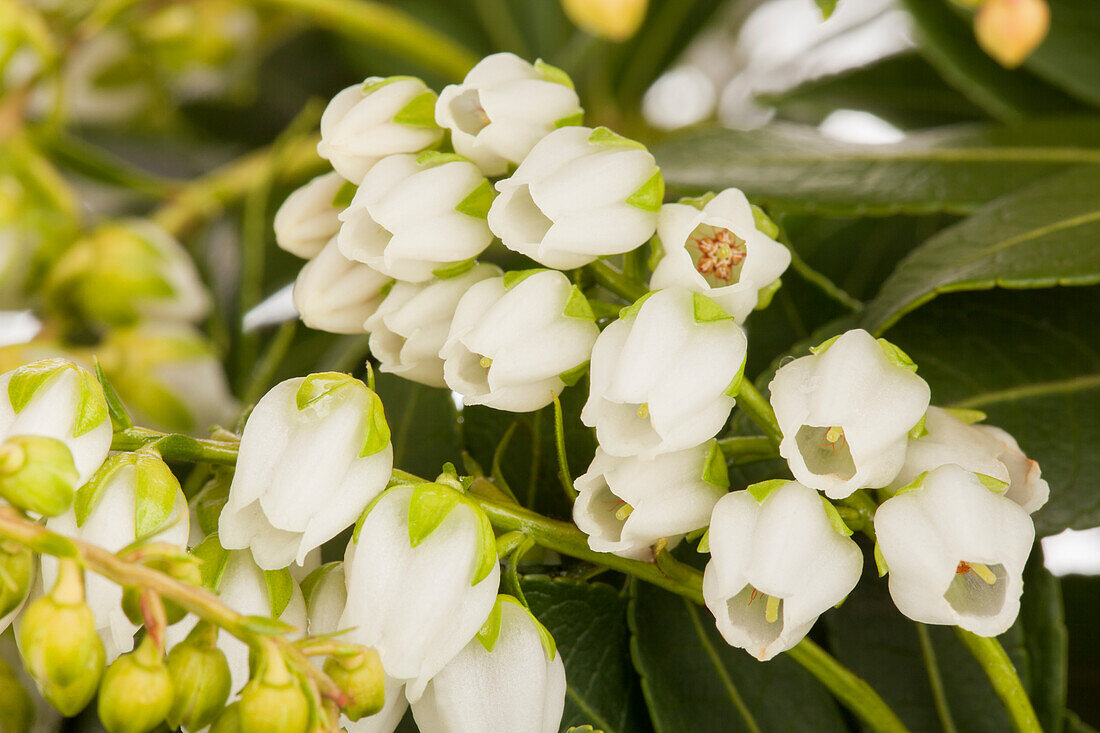 Pieris japonica 'Sarabande