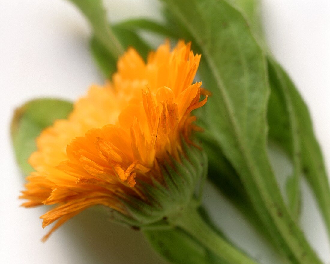 Close Up of a Marigold