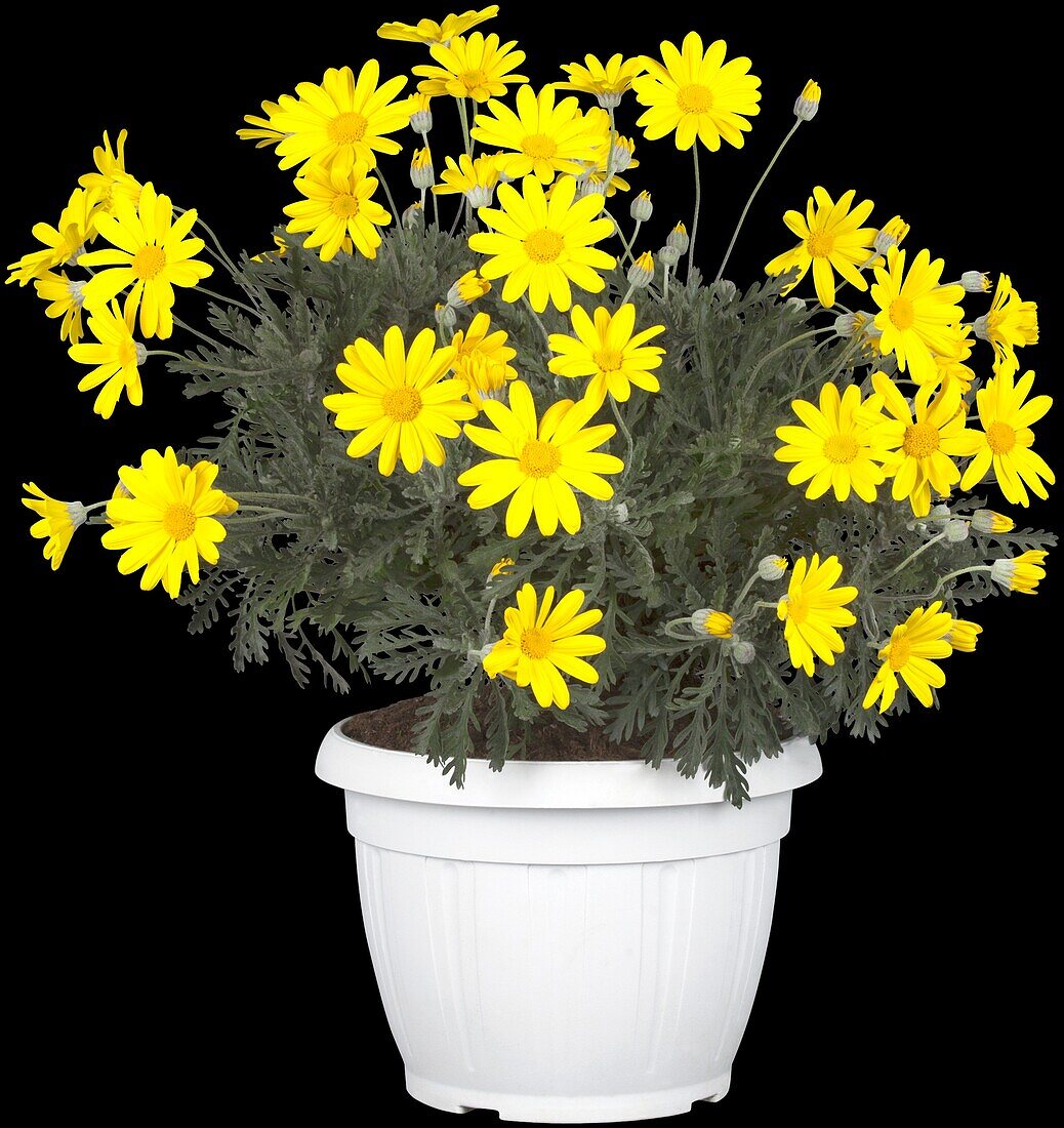 Euryops chrysanthemoides