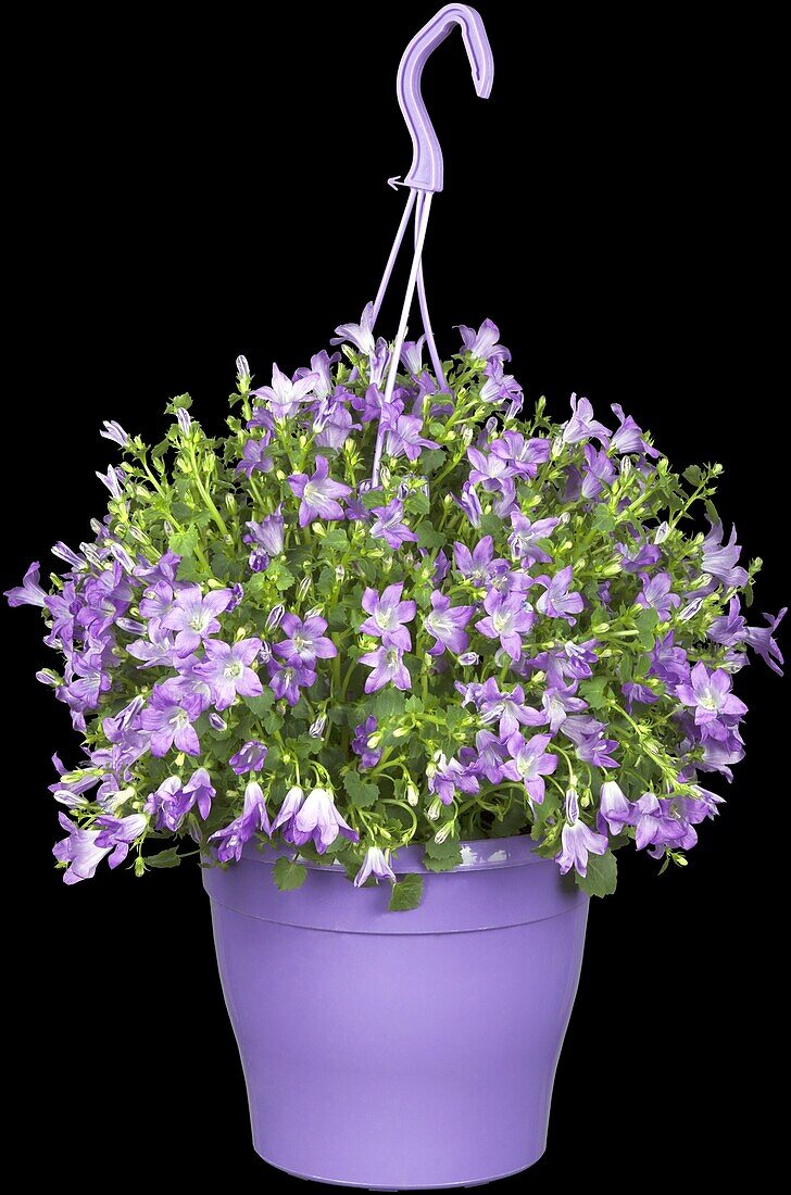 Campanula portenschlagiana