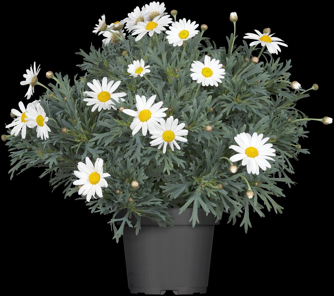 Argyranthemum frutescens, weiß