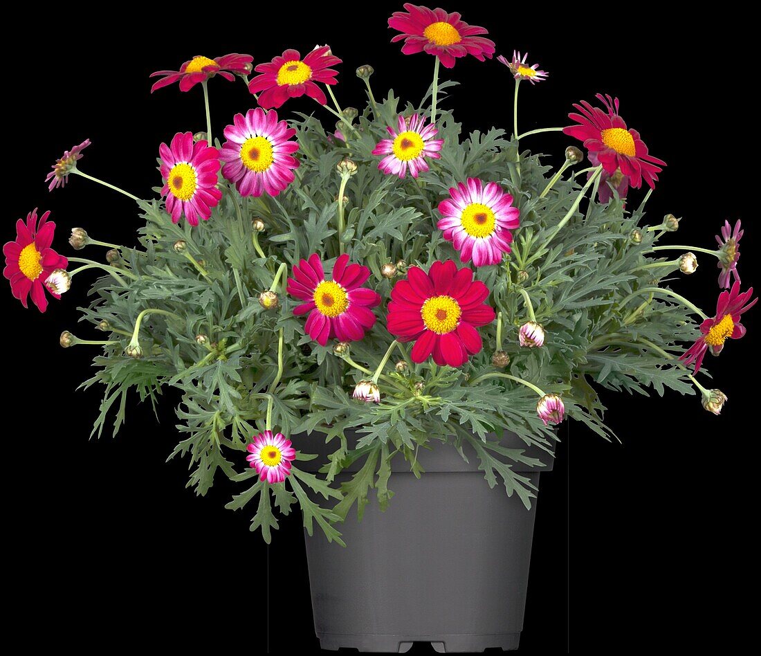 Argyranthemum frutescens, red