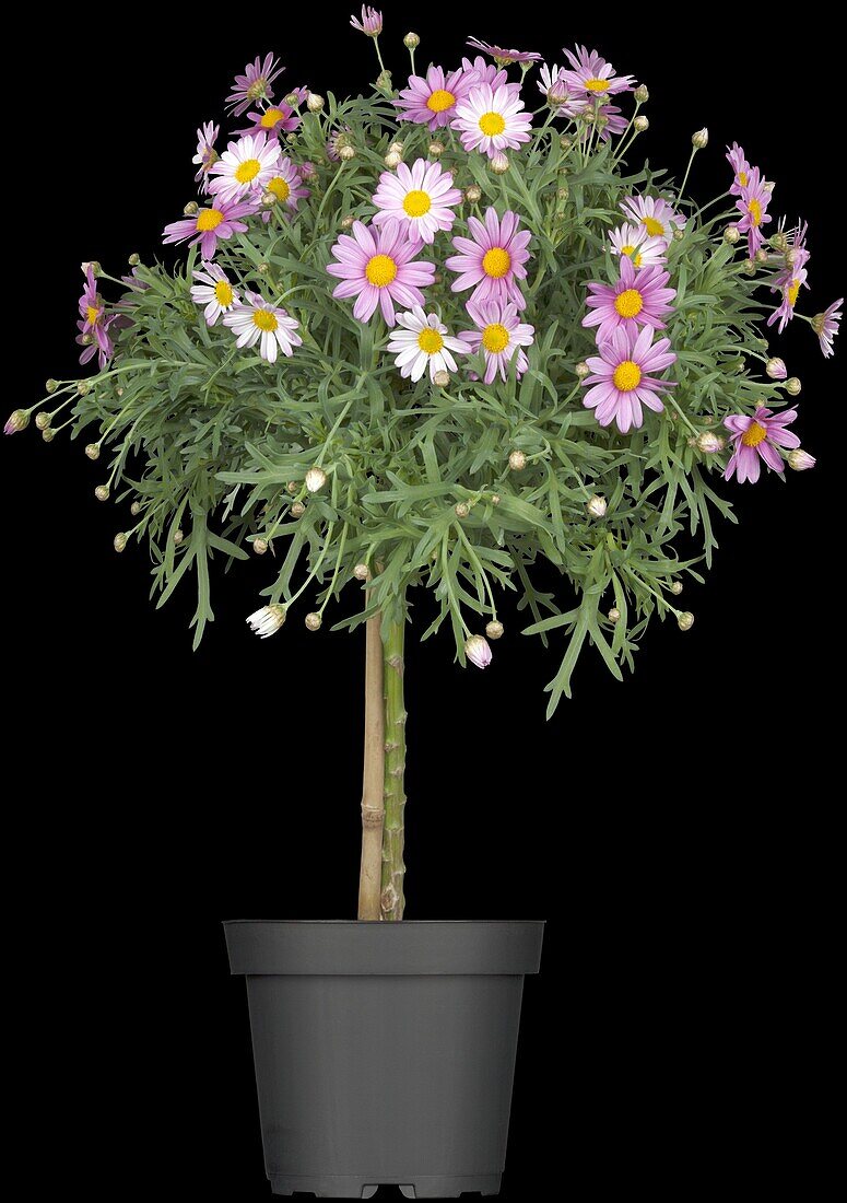 Argyranthemum frutescens, Stamm