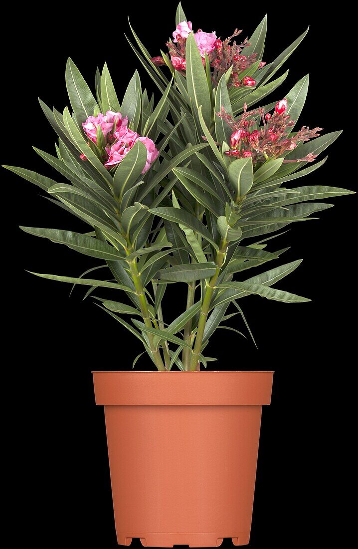 Nerium oleander