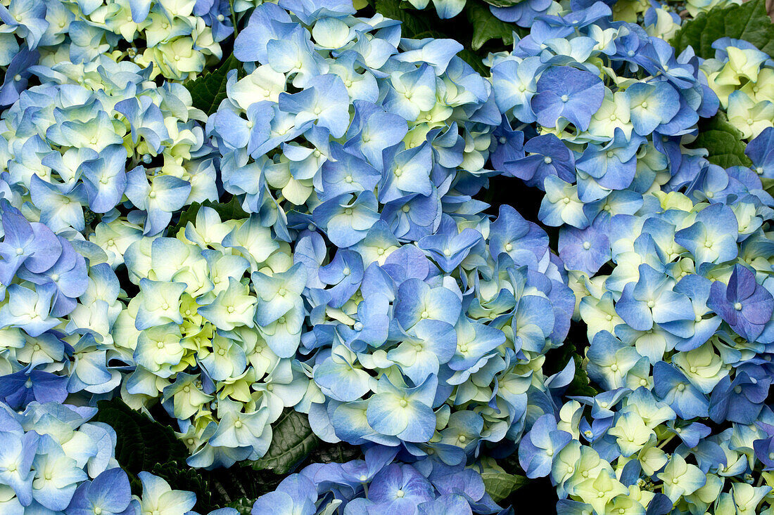 Hydrangea macrophylla, blue