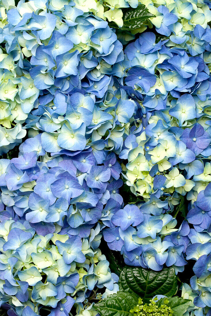 Hydrangea macrophylla, blue