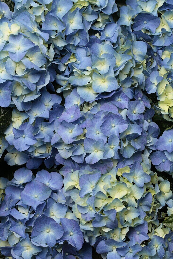 Hydrangea macrophylla, blue