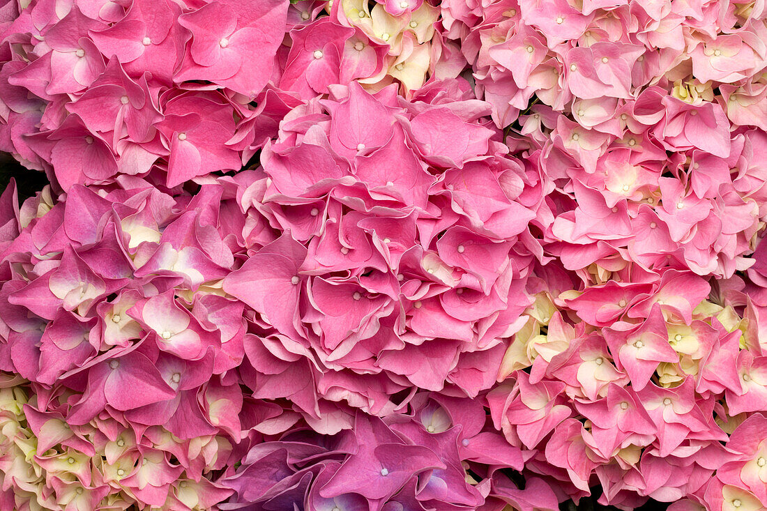 Hydrangea macrophylla, rosa