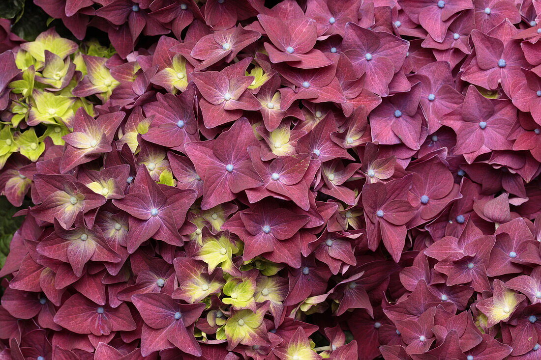 Flower carpet Hydrangea macrophylla
