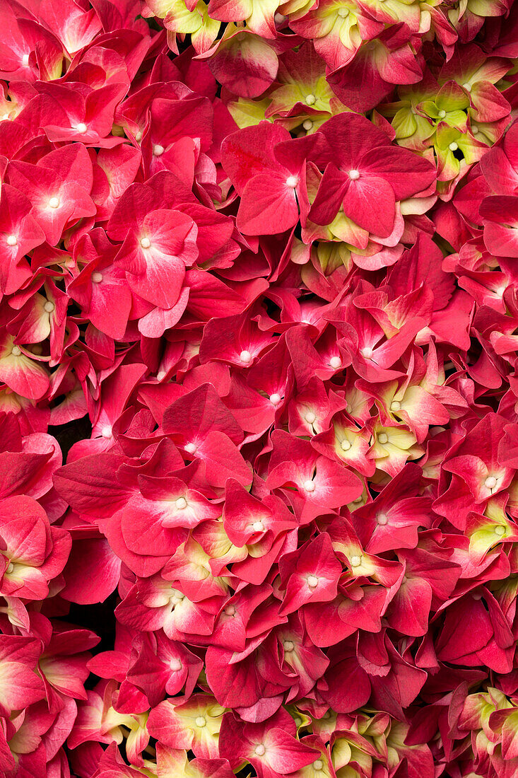 Hydrangea macrophylla, red