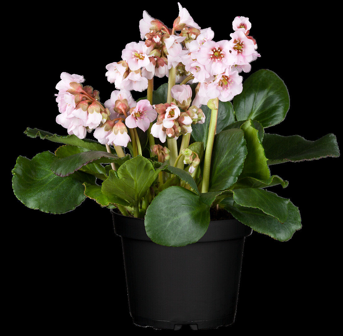 Bergenia