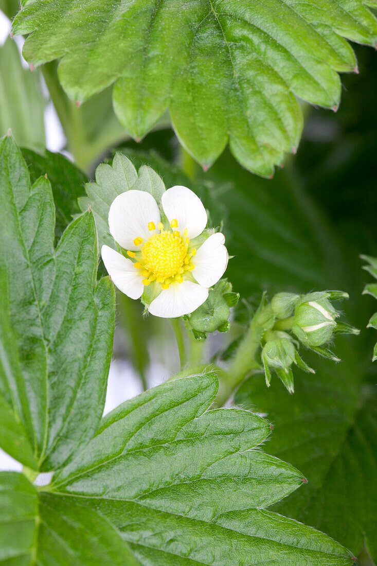 Fragaria vesca