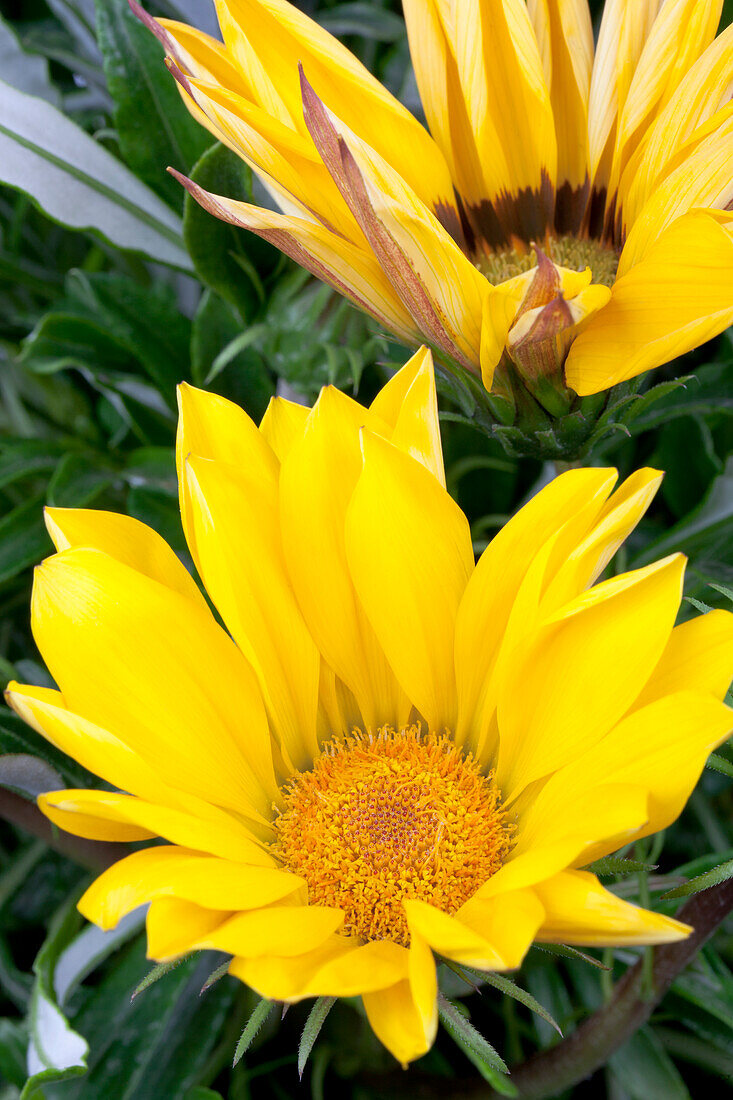 Gazania