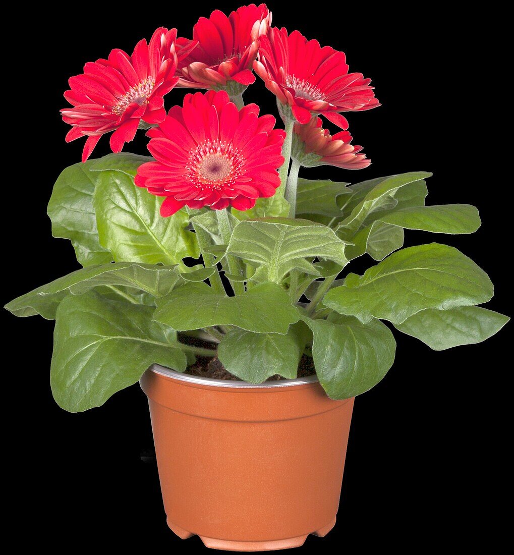 Gerbera 'Durora'