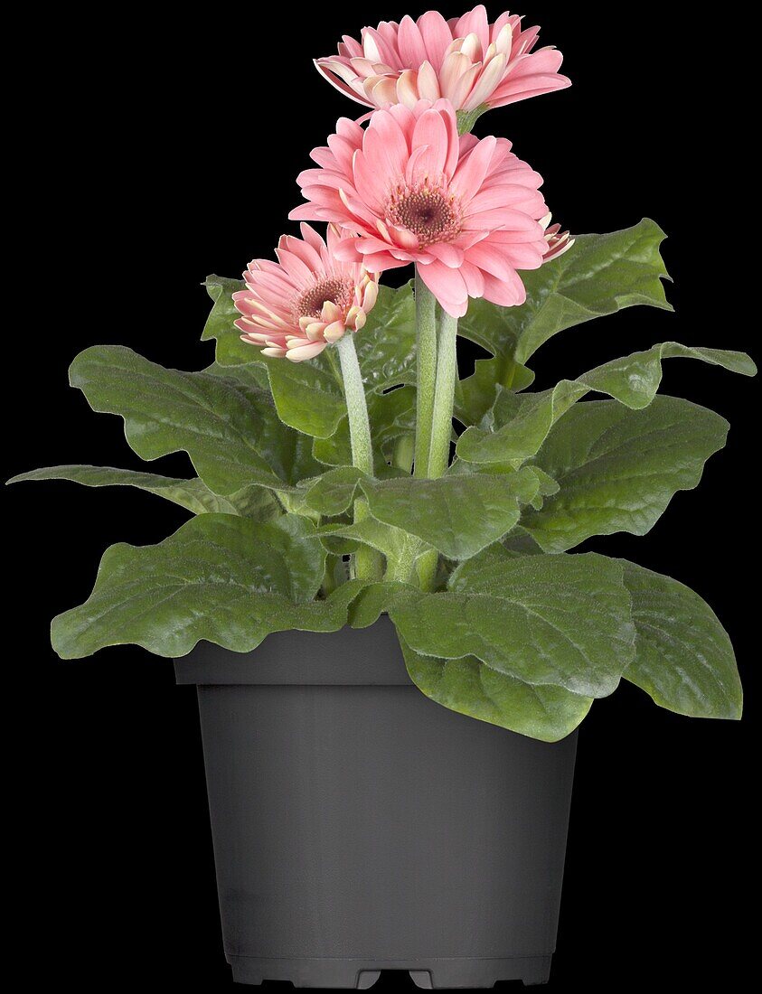 Gerbera