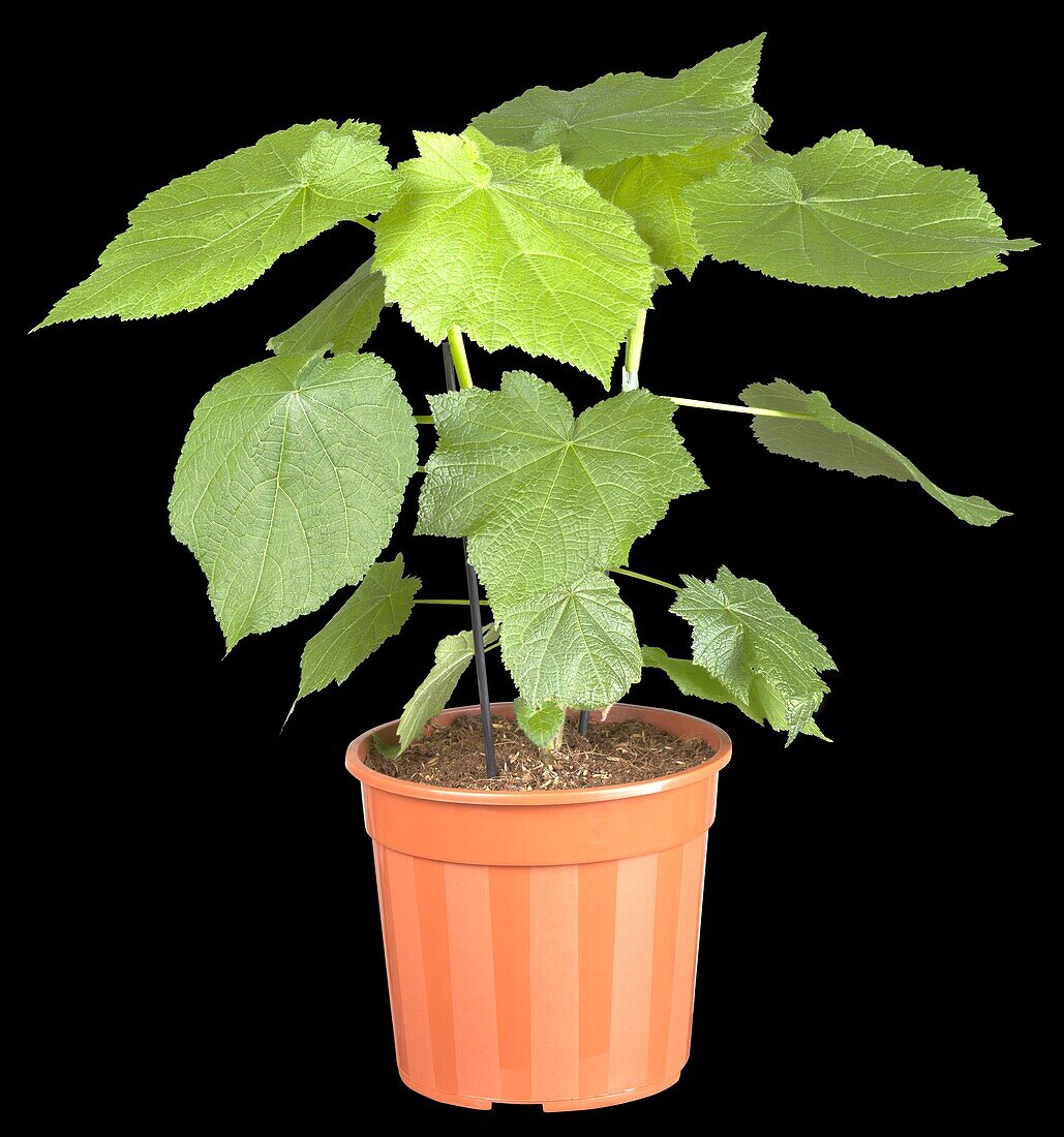 Sparmannia africana