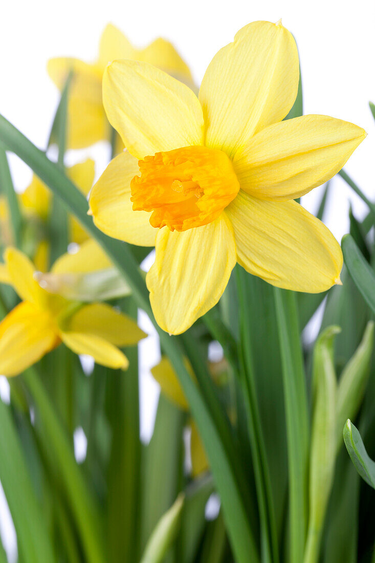 Narcissus cyclamineus 'Jetfire'