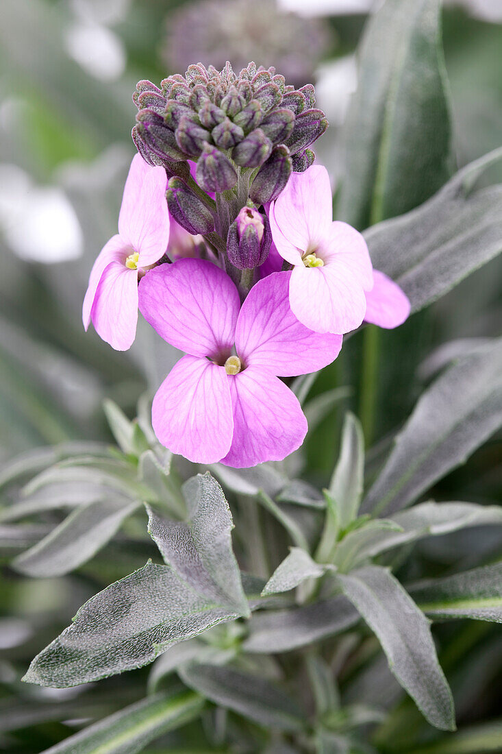 Erysimum